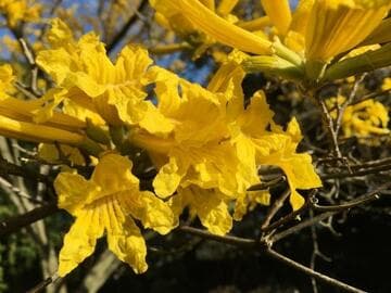 Tabebuia umbellata