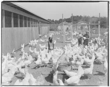 P2 - Poultry