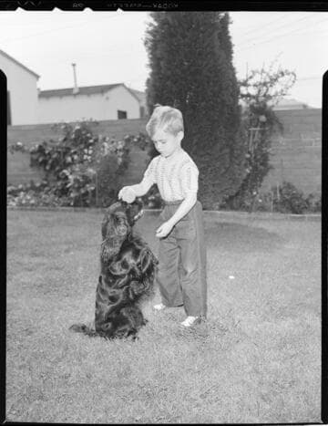 Dog training